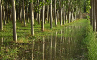 Jornada forestal «El chopo». Baluarte, 8 de noviembre de 2017.