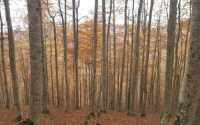 Jornada seguros forestales. El poder de la naturaleza. Baluarte, 5 de octubre de 2017.