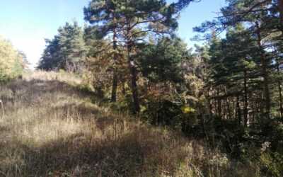 Retos forestales en el Bidasoa. Lesaka, 16 de junio de 2017.